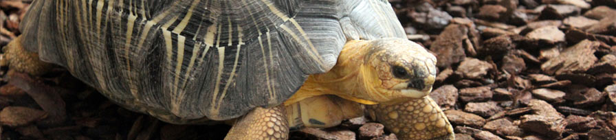 Radiated Tortoise