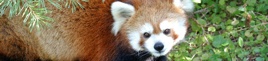 Red Panda