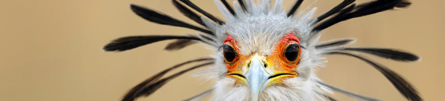 Secretary bird