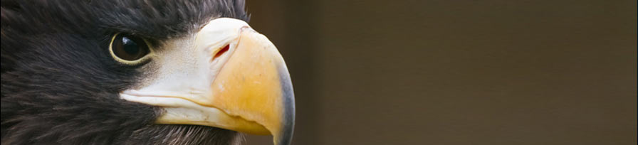 Stellar Sea Eagle