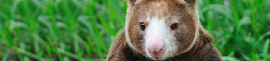 Tree Kangaroo