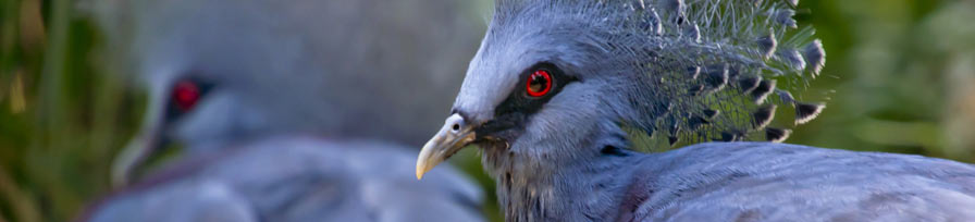 Victoria Crowned Pigeon