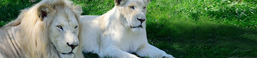 White Lions