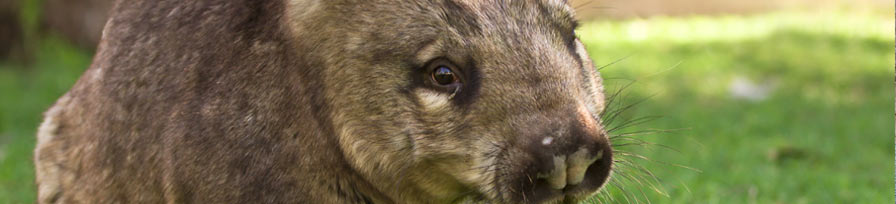 Toronto Zoo | Western grey kangaroo