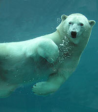 Polar Bear Swimming