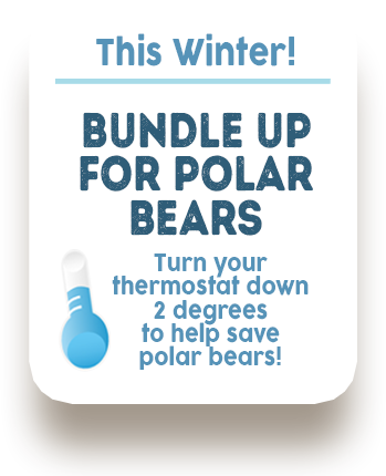 Bundle Up for Polar Bears