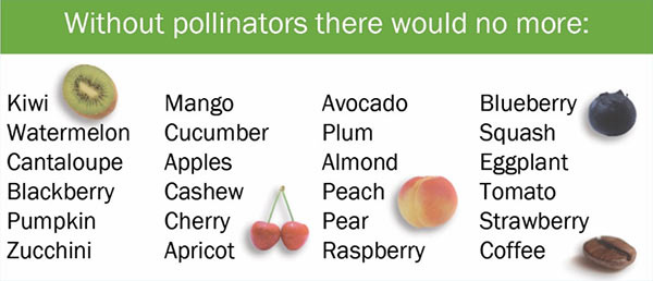 Without pollinators, there would be no more: Kiwi Mango Avacado Blueberry Watermelon Cucumer Plum Squash Canteloupe Apples Almond Eggplant Blackberry Cashew Peach Tomato Pumpkin Cherry ear Strawberry Zucchini Apricot Raspberry Coffee