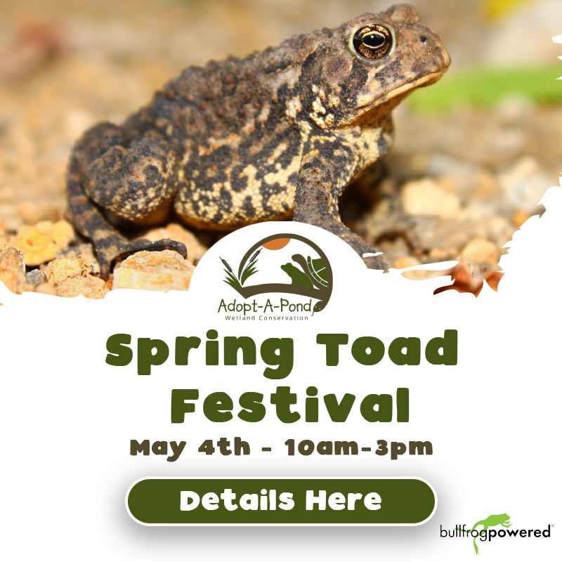 Adopt a Pond - Spring Toad Festival - May 4 - 10am-4pm  - Details Here